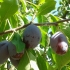 Futurs pruneaux