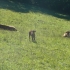 Vaches Limousines